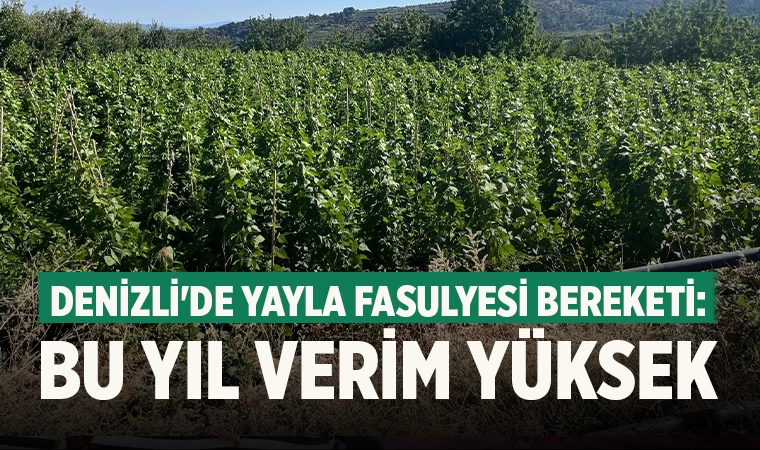 Denizli'de Yayla Fasulyesi Bereketi: Bu Yıl Verim Yüksek