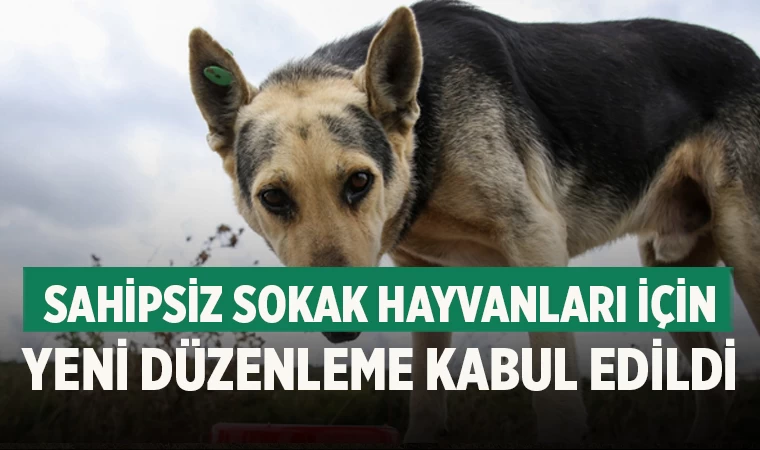 Sahipsiz Sokak Hayvanları İçin Yeni Düzenleme Kabul Edildi