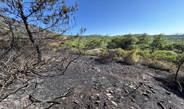 Urla'da Çıkan Orman Yangını Büyük Hasara Yol Açtı