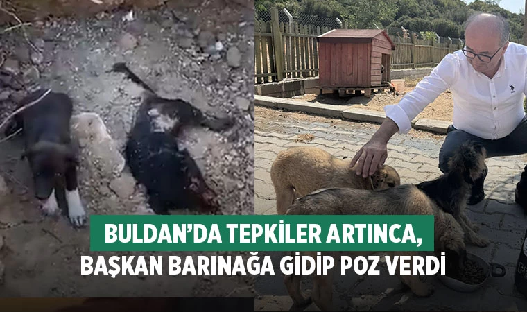 Buldan'daki Hayvan Barınağı Görüntüleri Tepki Çekti