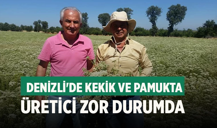 Denizli'de kekik ve pamukta üretici zor durumda