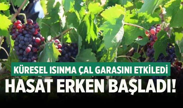 Denizli'de sıcak hava nedeniyle Çal Garasında hasat erken başladı