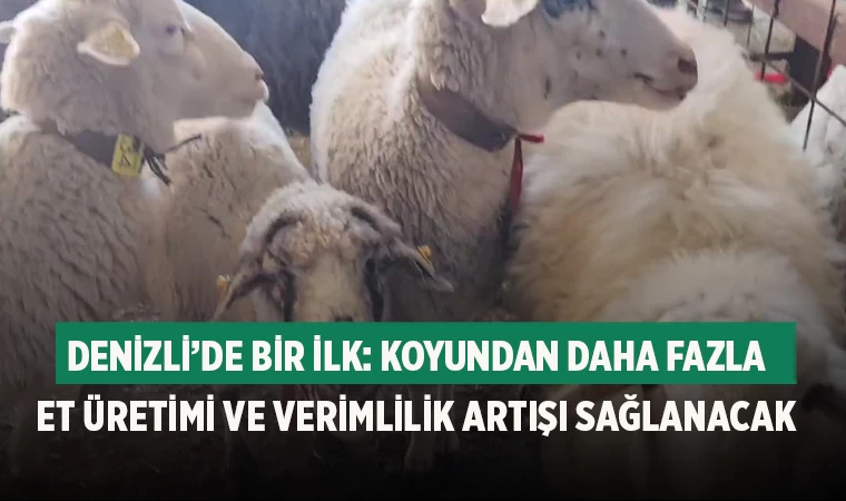 Denizli’de İlk Kez Embriyo Transferi Yapıldı: Hayvancılıkta Yeni Bir Dönem Başlıyor