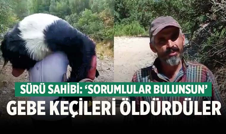 Gebe keçileri kurşunlayarak öldürdüler! Sürü sahibi, ‘Yardım istiyorum’