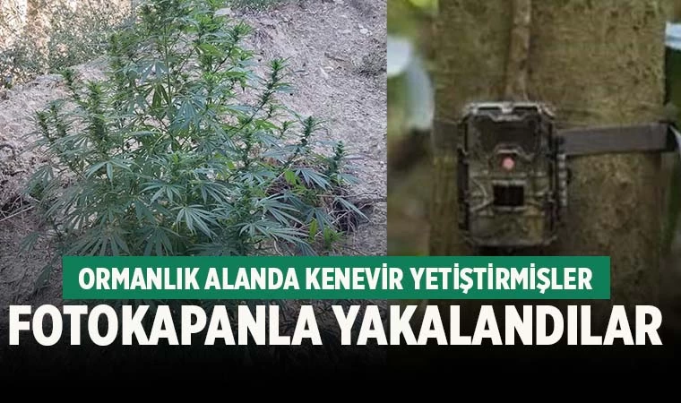 Kenevir yetiştiren zanlıları fotokapan ele verdi