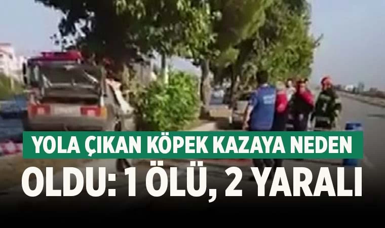 Önce köpeğe ardından ağaca çarptı; 1 ölü, 2 yaralı