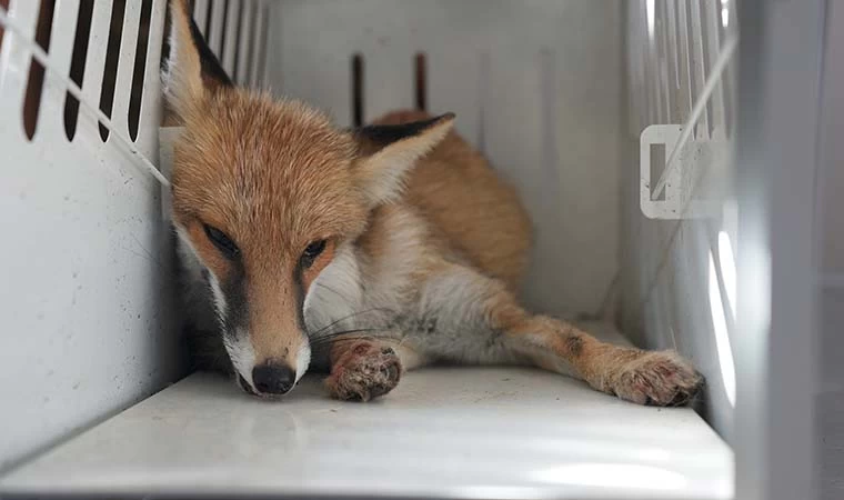 Bitkin halde bulunan tilki sağlığına kavuştu