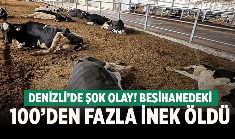 Denizli’de şok olay! 100’den fazla inek telef oldu