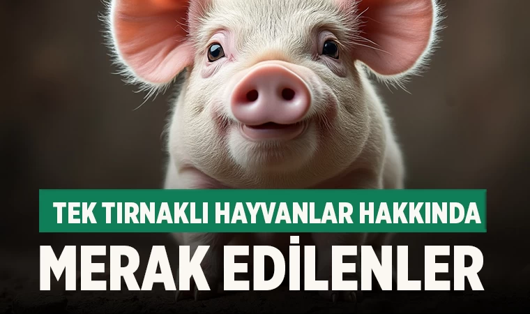 Tek Tırnaklı Hayvanlar Hakkında Merak Edilenler ve Domuz Eti Tartışması