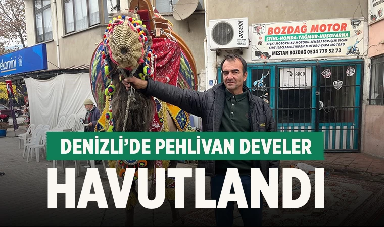 Deve Güreşleri Sezonu Havut Giydirme Töreniyle Başladı
