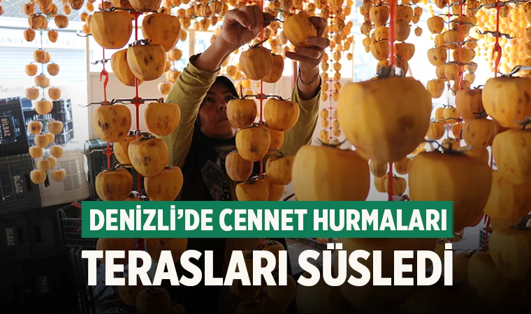 Honaz'da Cennet Hurması Hasadında Sona Gelindi