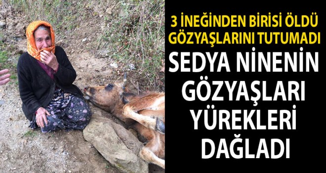 3 ineğinden birisi öldü, gözyaşlarını tutamadı