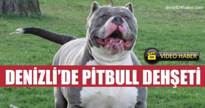 Denizli’de Pitbull Köpek Dehşeti