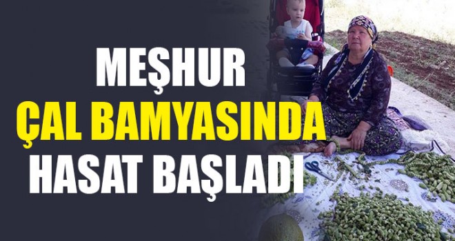 Meşhur Çal Bamyasında Hasat Başladı