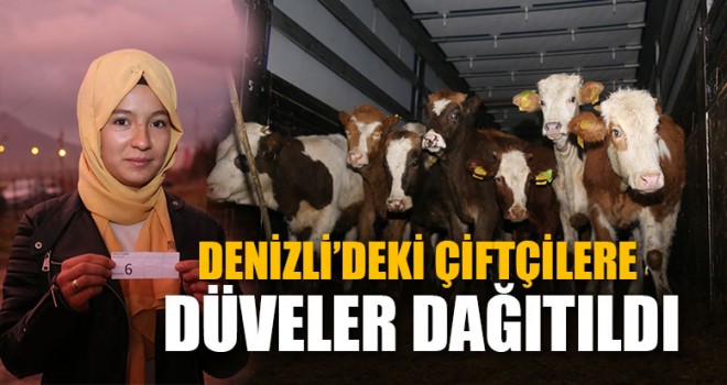 Denizli’deki Çiftçilere Düveler Dağıtıldı