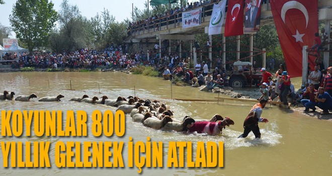 Koyunlar 800 yıllık gelenek için atladı
