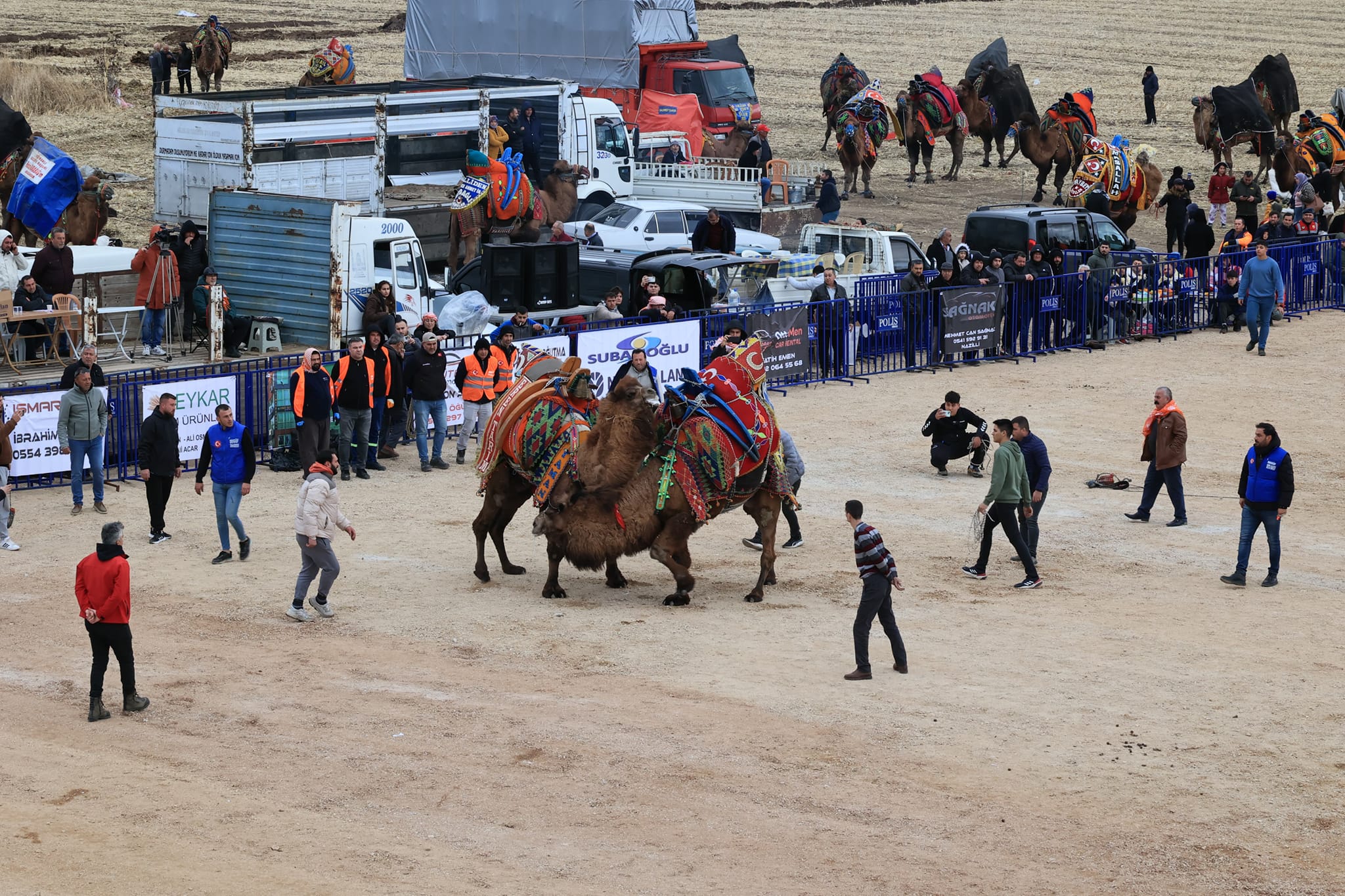 Denizli'de pehlivan develer güreşti
