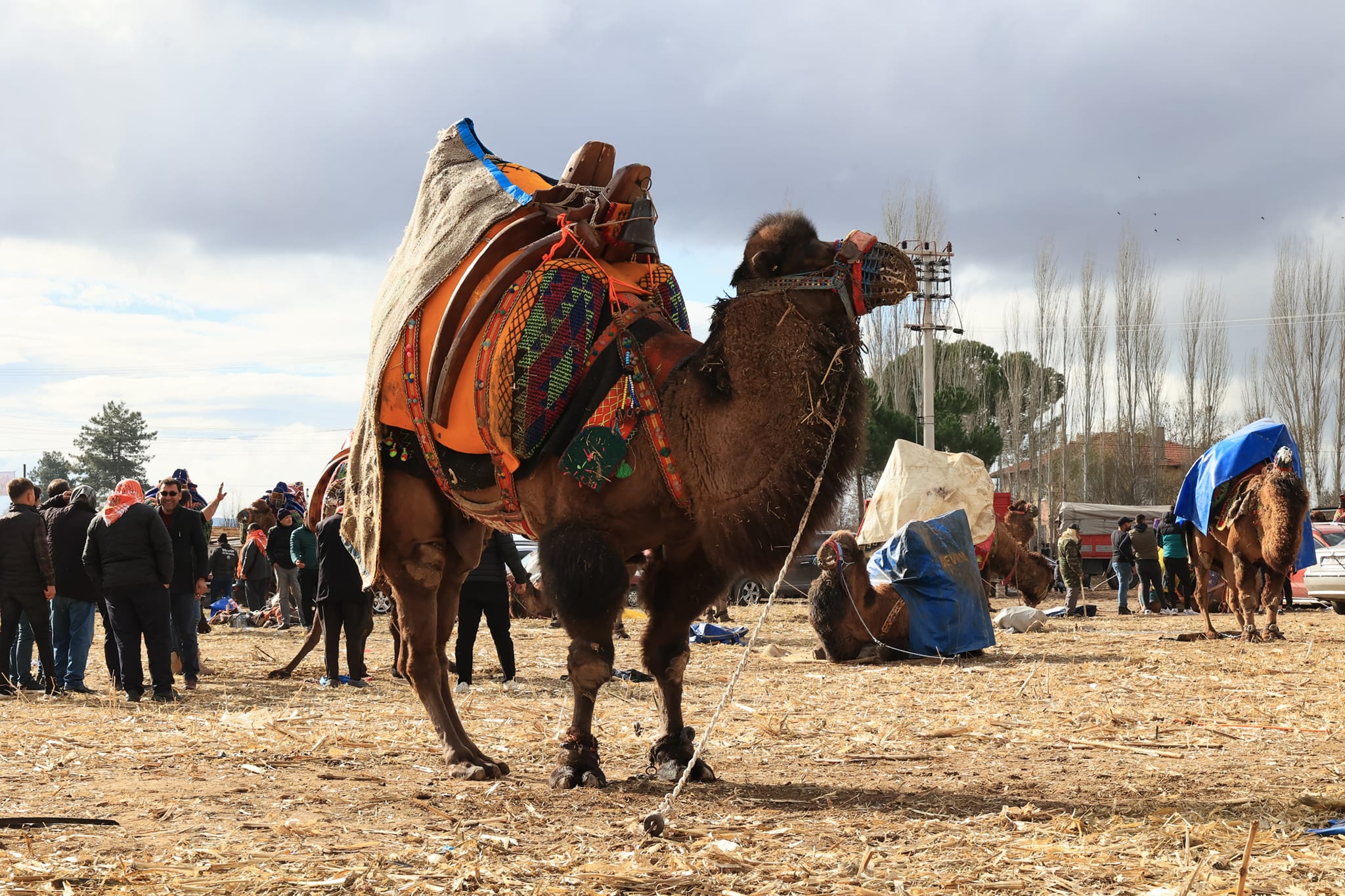 Denizli'de pehlivan develer güreşti