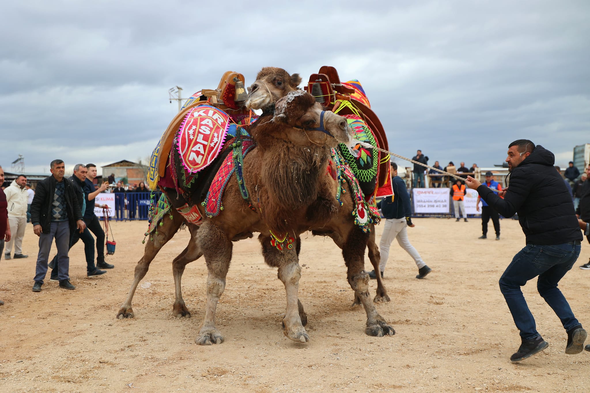 Denizli'de pehlivan develer güreşti