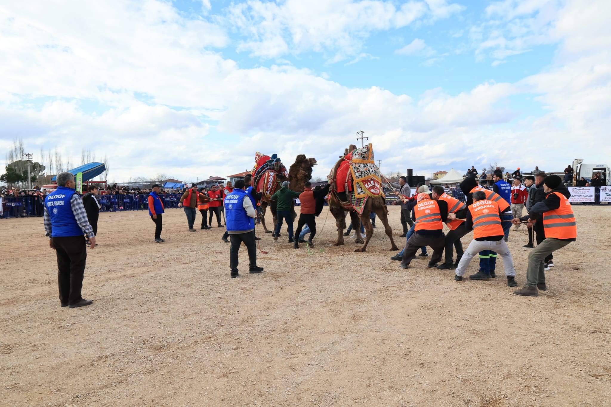 Denizli'de pehlivan develer güreşti