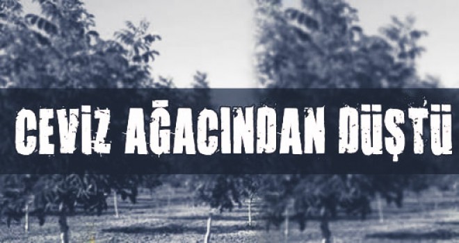 Cevizden düşen yaşlı adam yaralandı