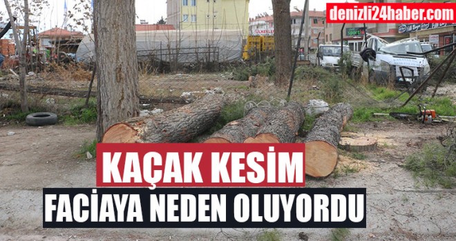 Denizli'de kaçak kesim faciaya neden oluyordu