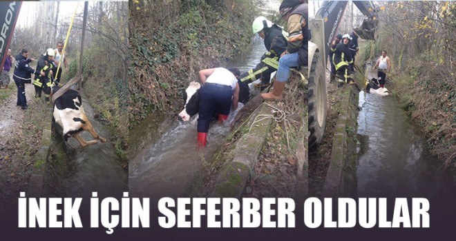 İnek İçin Seferber Oldular