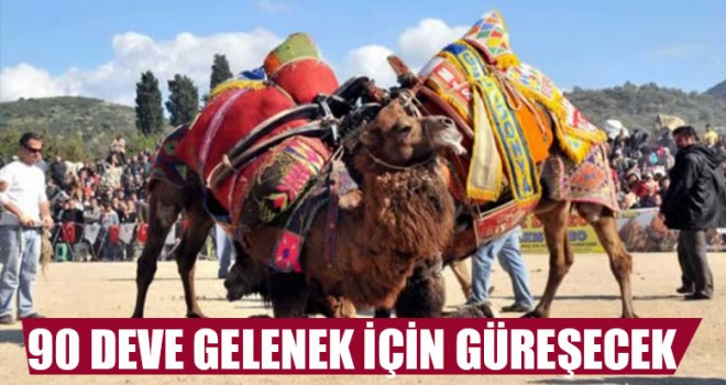 90 Deve Gelenek İçin Güreşecek