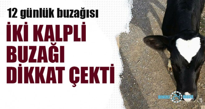 İki Kalpli Buzağı Dikkat Çekti