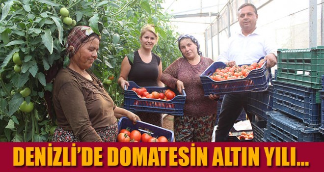 Çal'da Örtü Altı Seracılık önemli gelişme