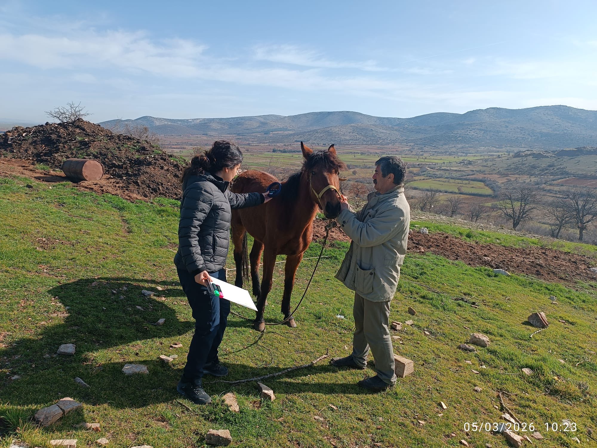Bekilli’de atlar kayıt altına alınıyor: Mikroçip uygulaması