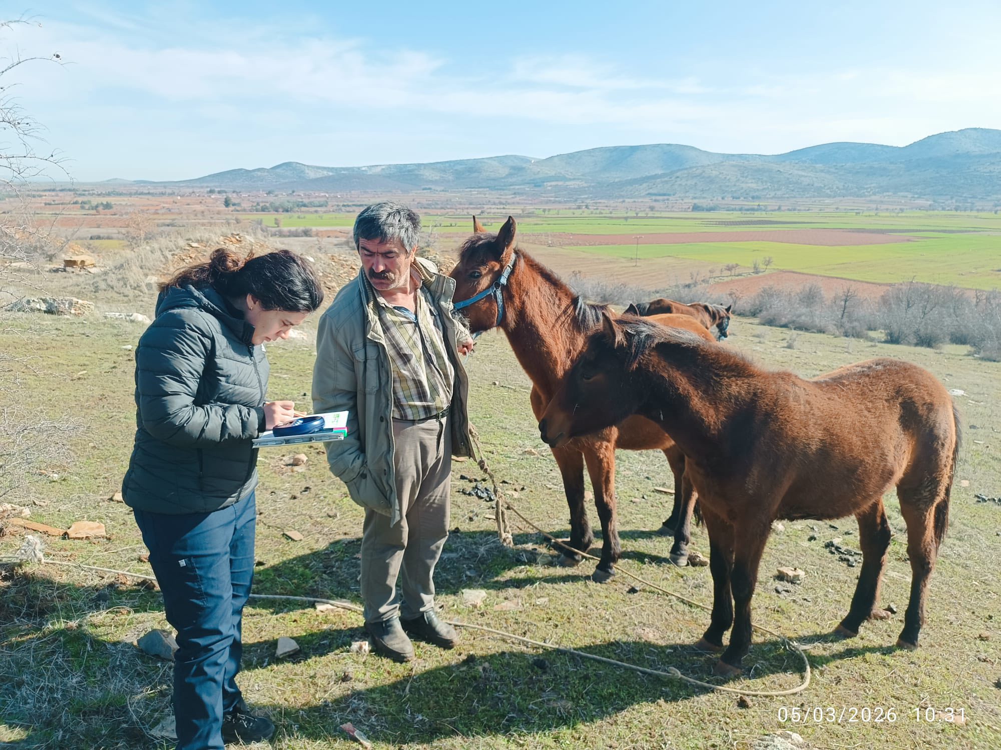 Bekilli’de atlar kayıt altına alınıyor: Mikroçip uygulaması