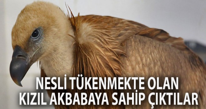 NESLİ TÜKENMEKTE OLAN KIZIL AKBABAYA SAHİP ÇIKTILAR