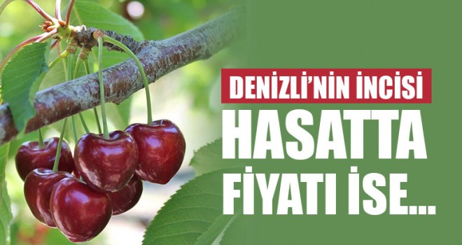 Denizli’nin İncisi Hasatta Fiyatı İse…