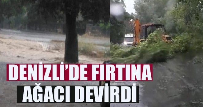 Denizli’de Fırtına Ağacı Devirdi