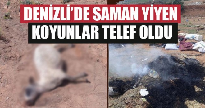 Denizli’de Saman Yiyen Koyunlar Telef Oldu