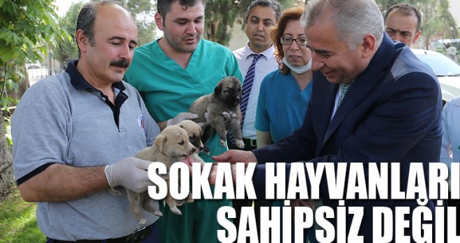 Denizli'de sokak hayvanları sahipsiz değil