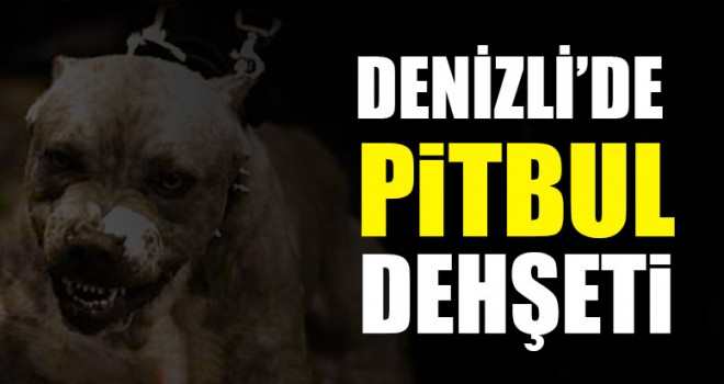 Denizli’de Pitbul Dehşeti