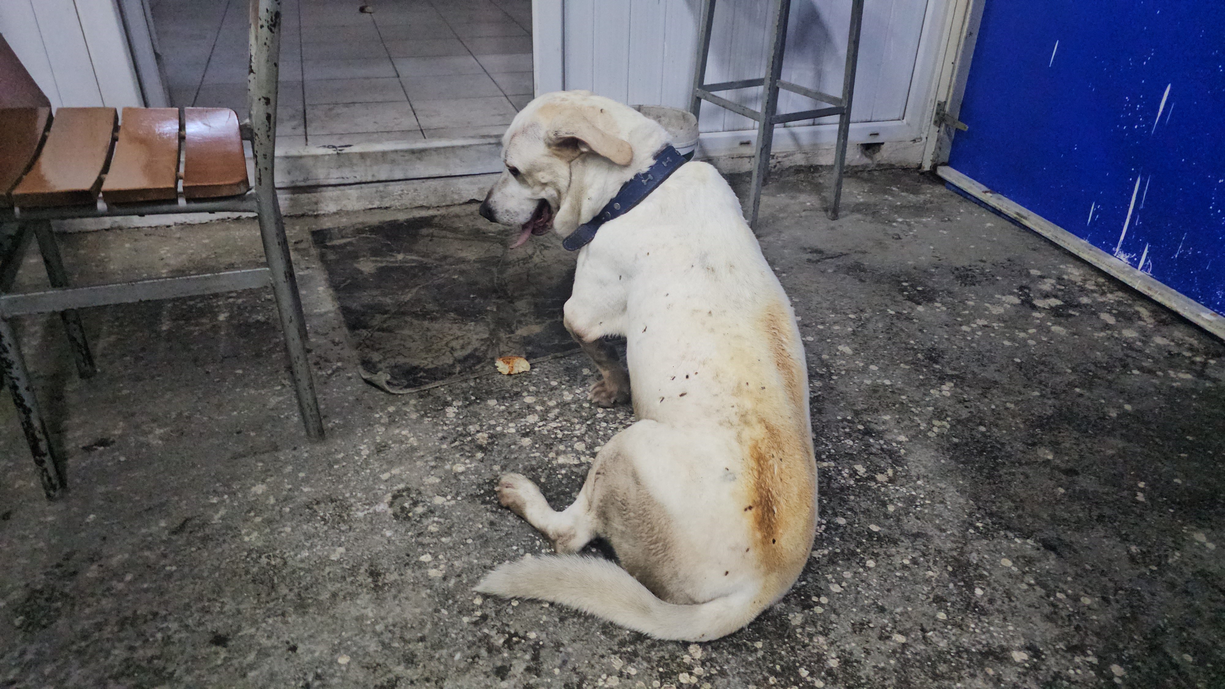 Aydın Nazilli’de Veteriner Kliniğinde Yangın