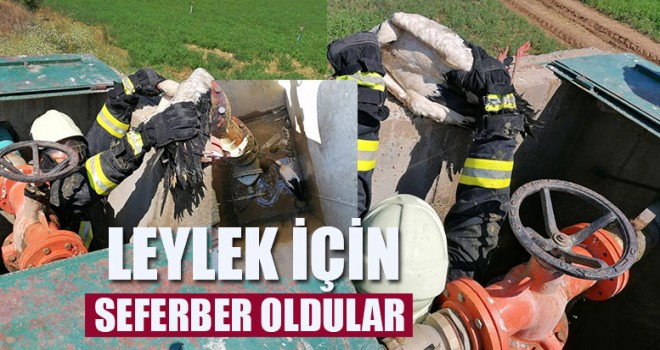 Leylek İçin Seferber Oldular