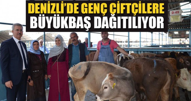 Denizli’de Genç Çiftçilere Büyükbaş Dağıtılıyor