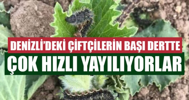 Denizli Acıpayam'da Pamuk Dikenli Kurdu tehlikesi