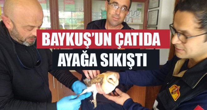 Baykuş’un Çatıda Ayağa Sıkıştı