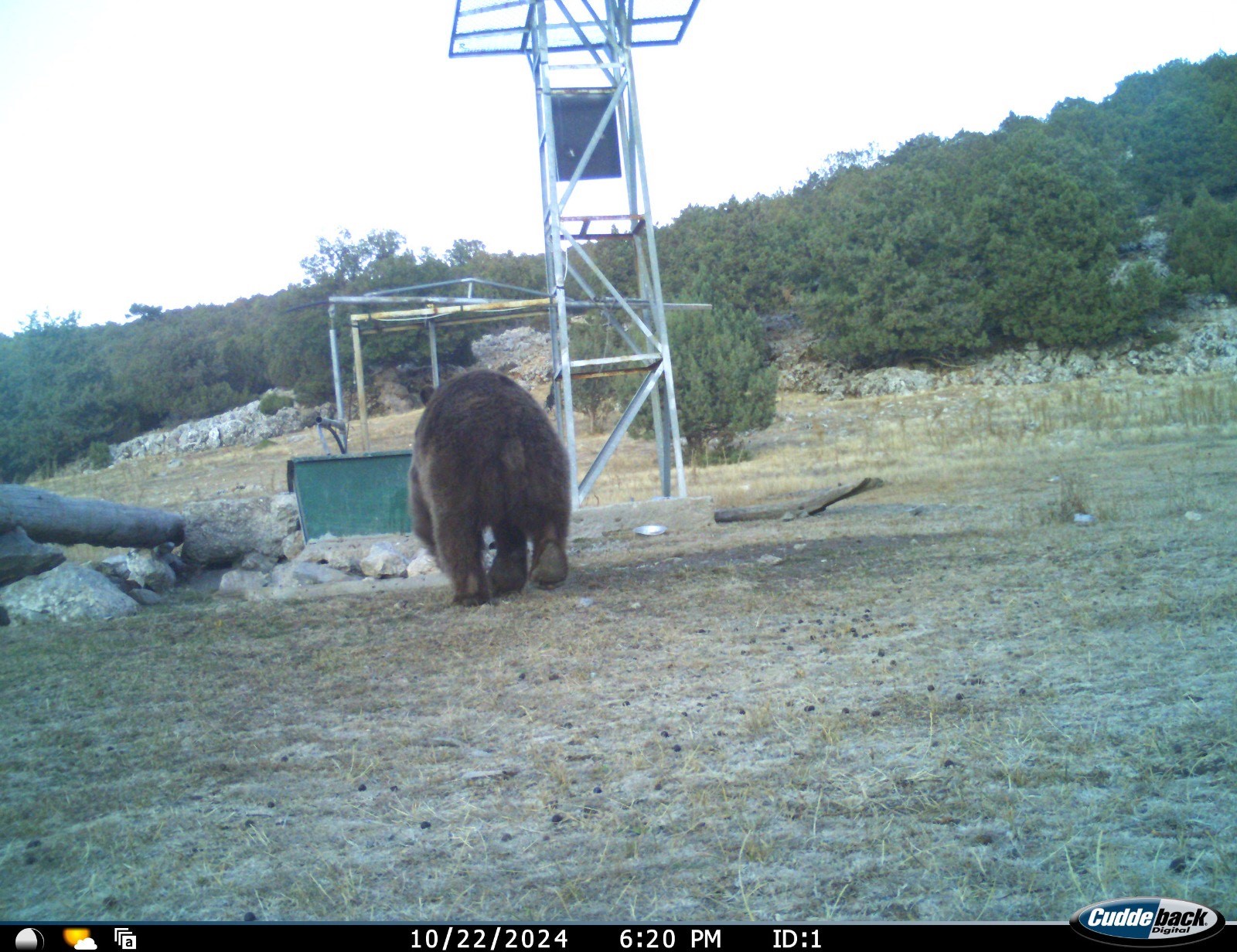 Akhisar’da Fotokapanlara İlk Kez Boz Ayı Yansıdı