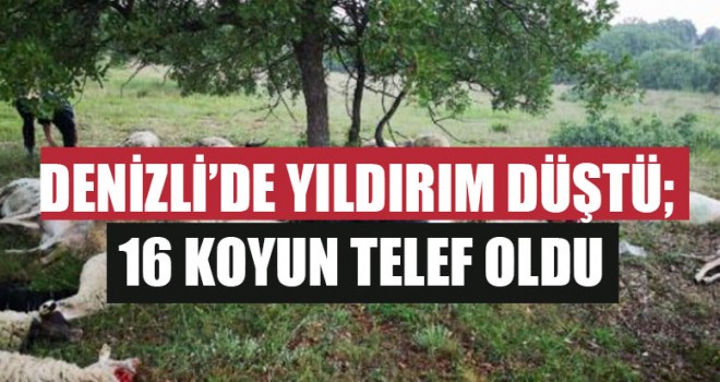 Denizli’de Yıldırım Düştü; 16 Koyun Telef Oldu