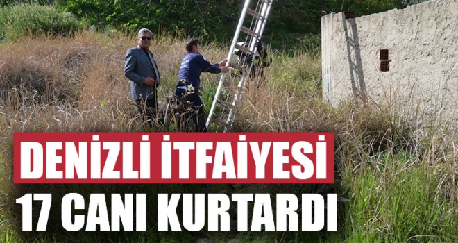 Denizli itfaiyesi 17 kaplumbağayı kurtardı
