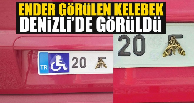 Ender Görülen Kelebek Denizli’de Görüldü