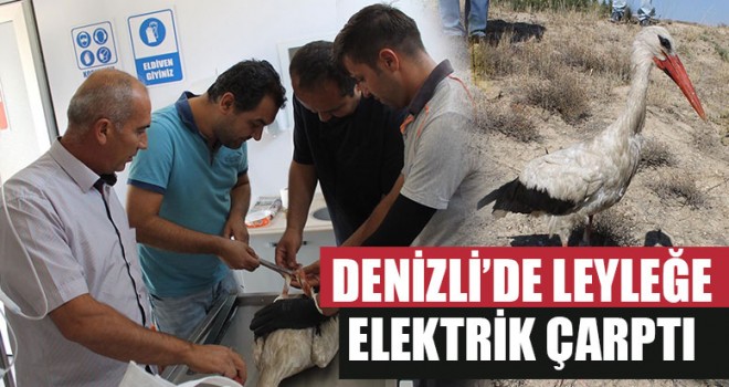 Denizli’de Leyleğe Elektrik Çarptı