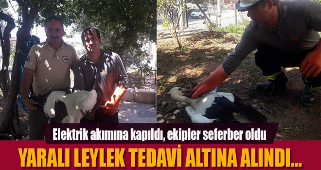 Denizli'de leylek seferberliği