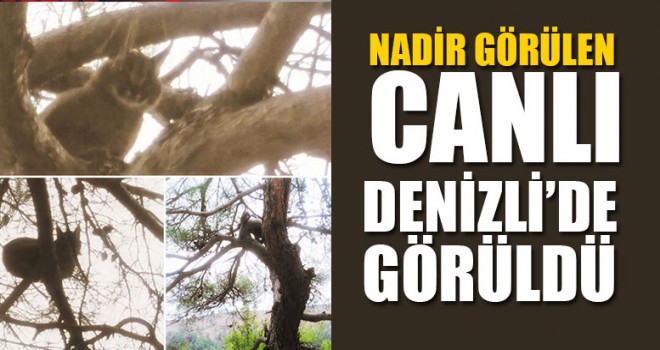 Nadir Görülen Canlı Denizli’de Görüldü